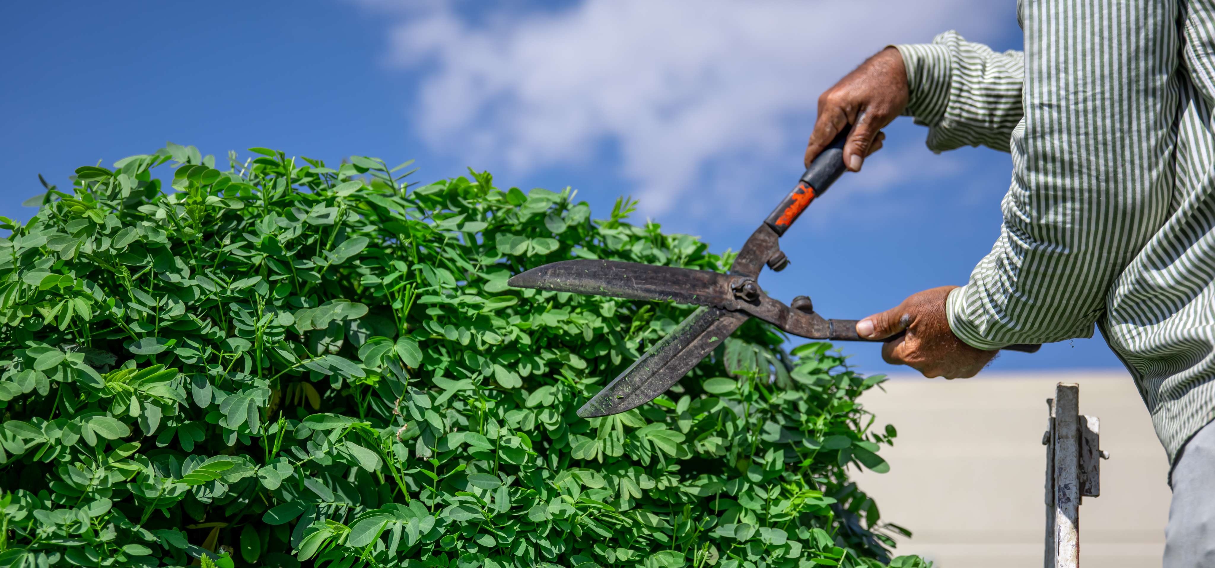 Hedge Trimming